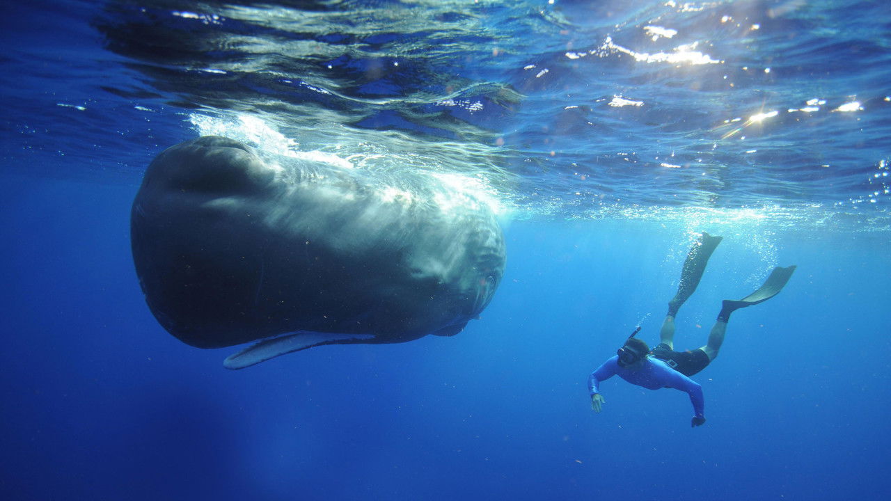 Supergiant Animals backdrop