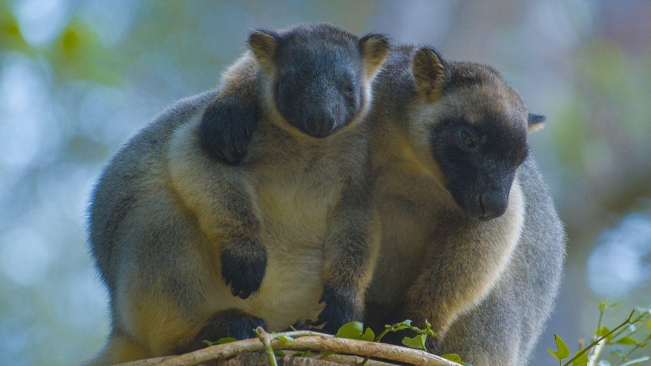 Tree Kangaroos: Ghosts of the Forest backdrop