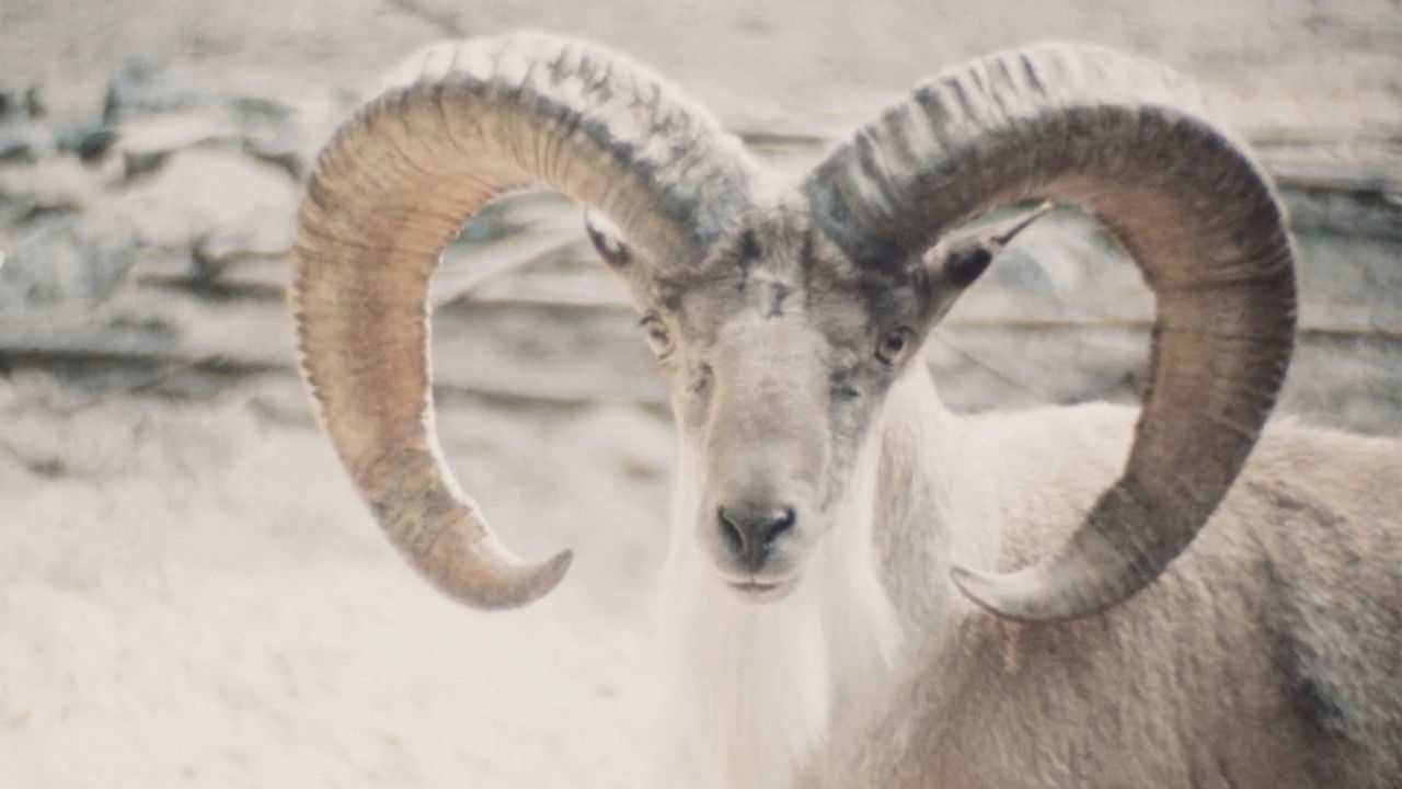 Paradies der Tiere backdrop