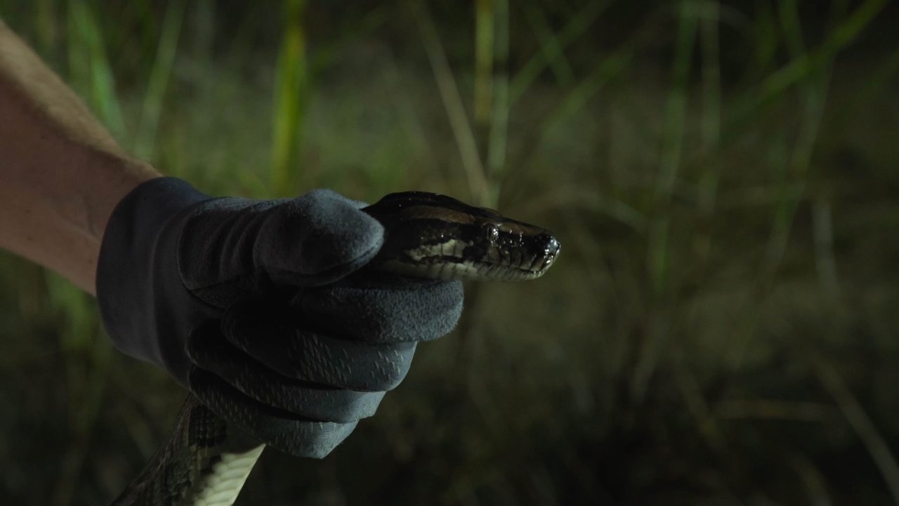 River of Grass backdrop