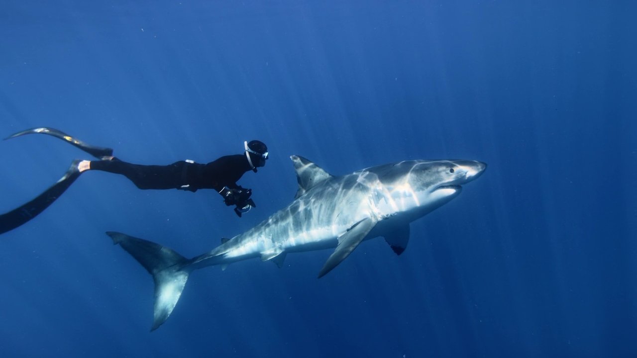 Great White Shark backdrop