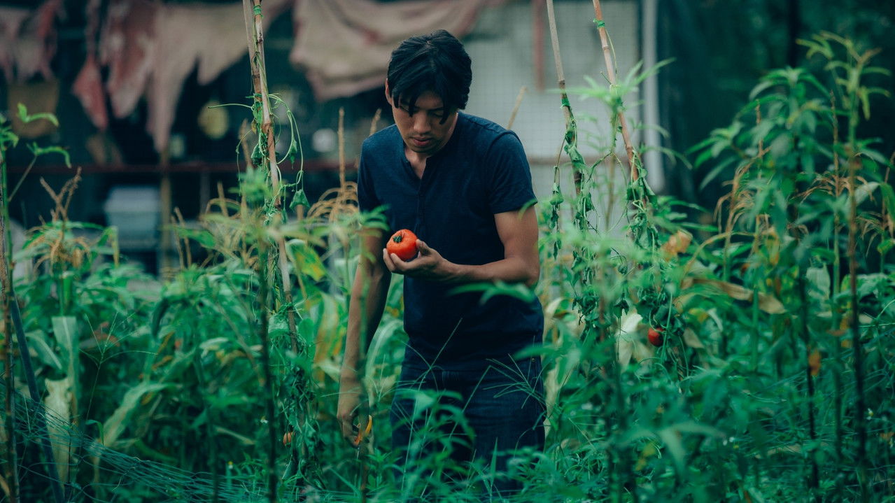 Taste Of Tomato backdrop