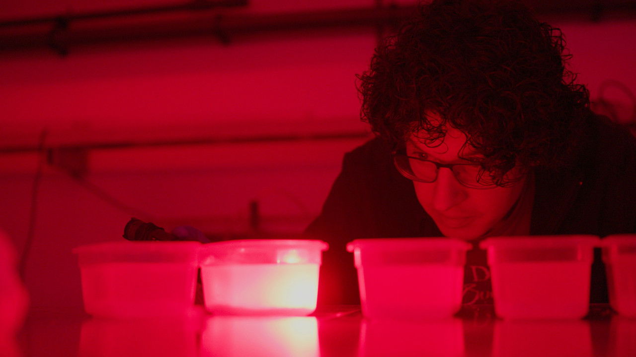 Hidden Dance of Eels backdrop