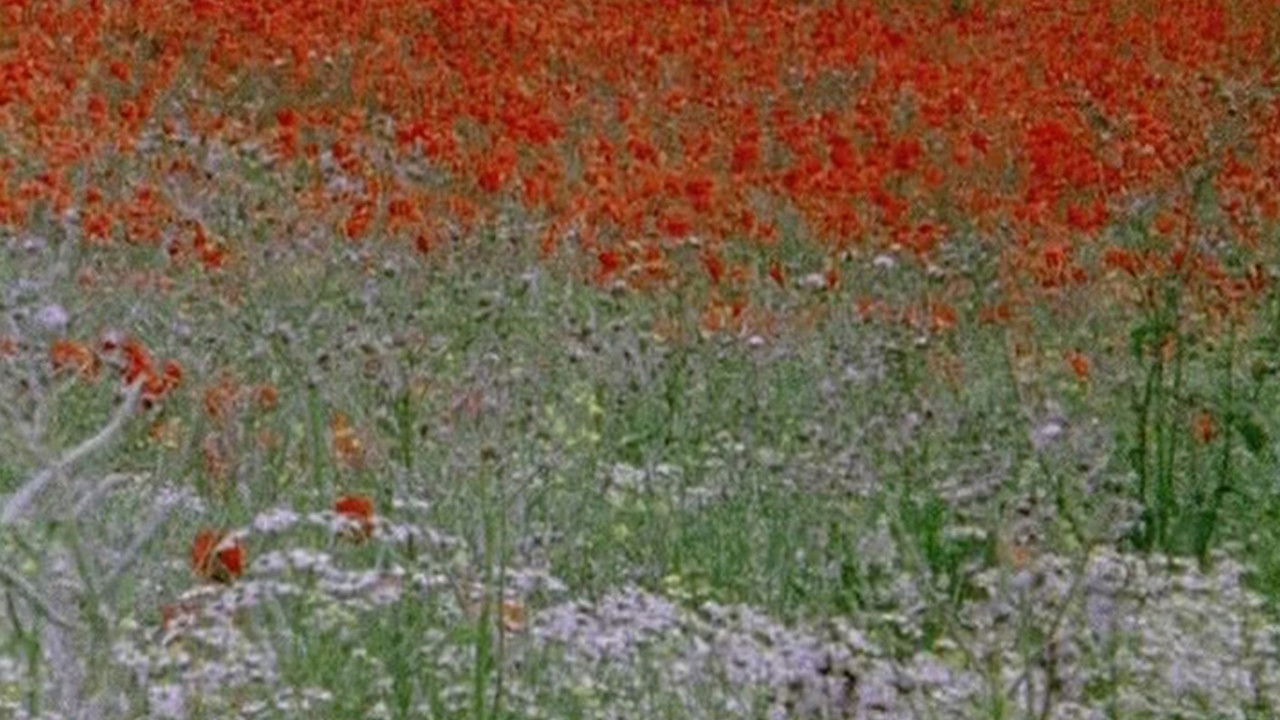 Hic rosa, partition botanique backdrop