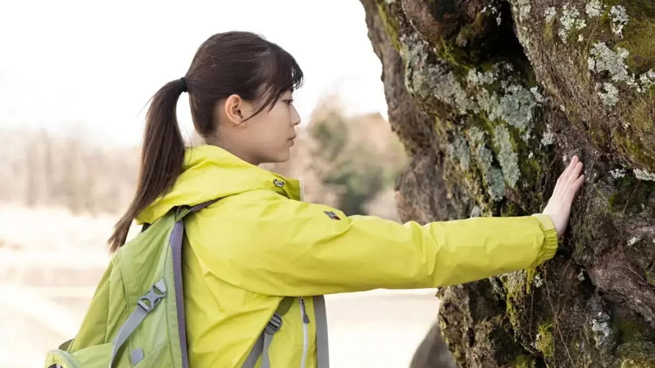 A World Without Cherry Blossoms backdrop