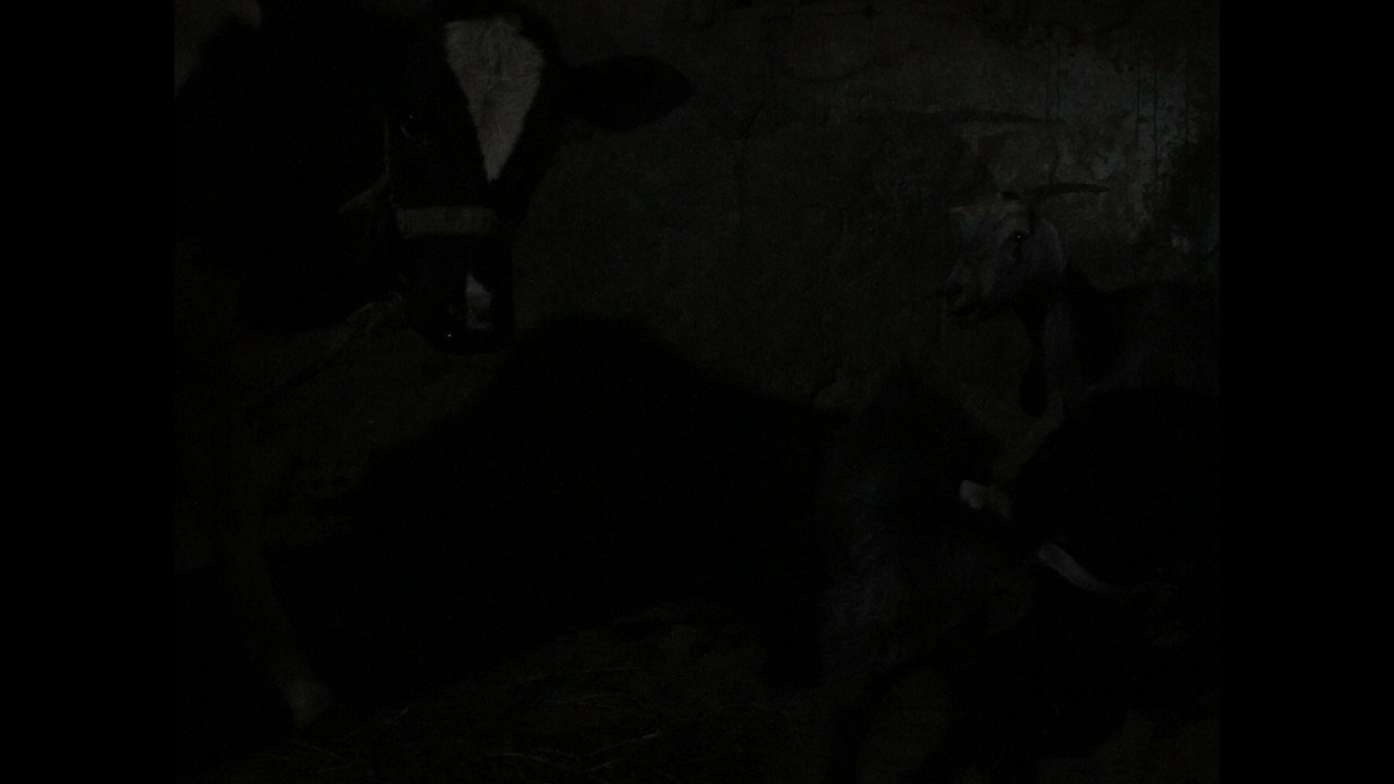 The Cow's Complaint backdrop