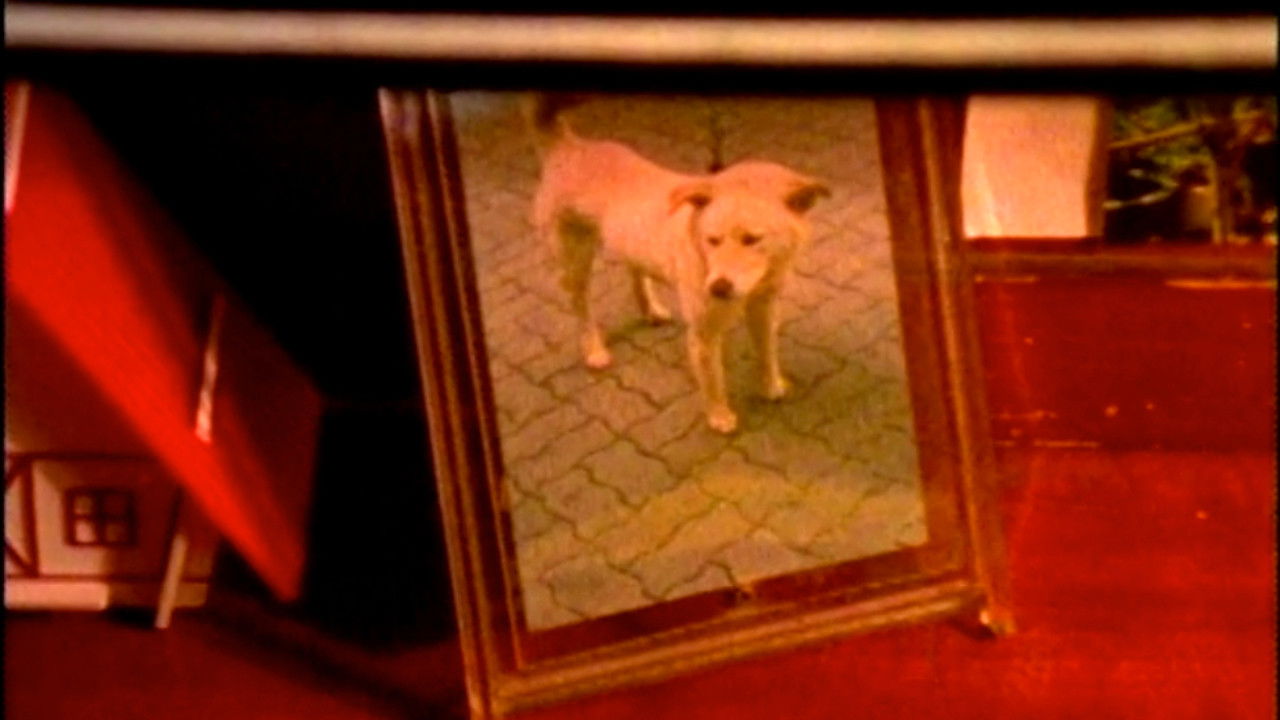 The Memories in My Frame backdrop