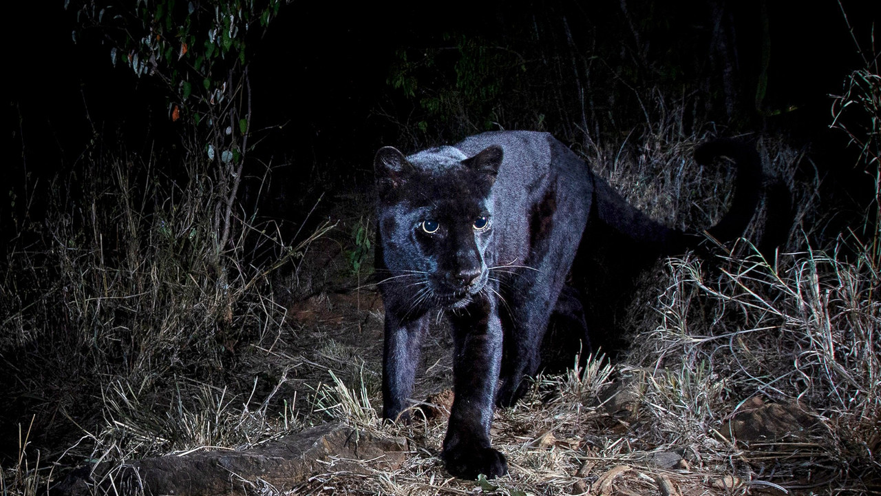 In Search Of A Legend: Black Leopard backdrop