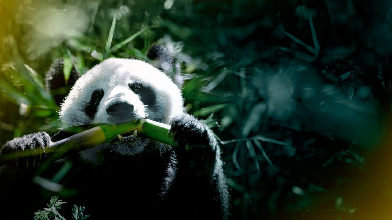 The Hidden Kingdoms of China backdrop