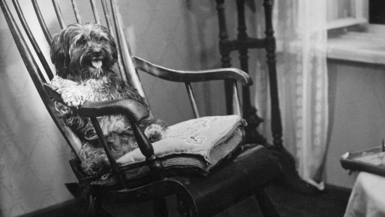 Barbos Visiting Bobik backdrop