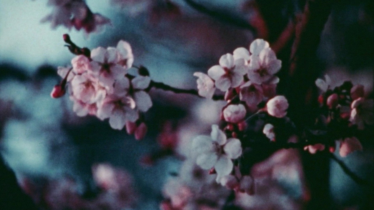 Cherry Blossoms backdrop