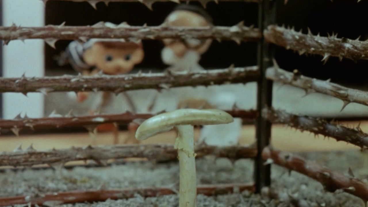 Cameraman Kõps in Mushroomland backdrop