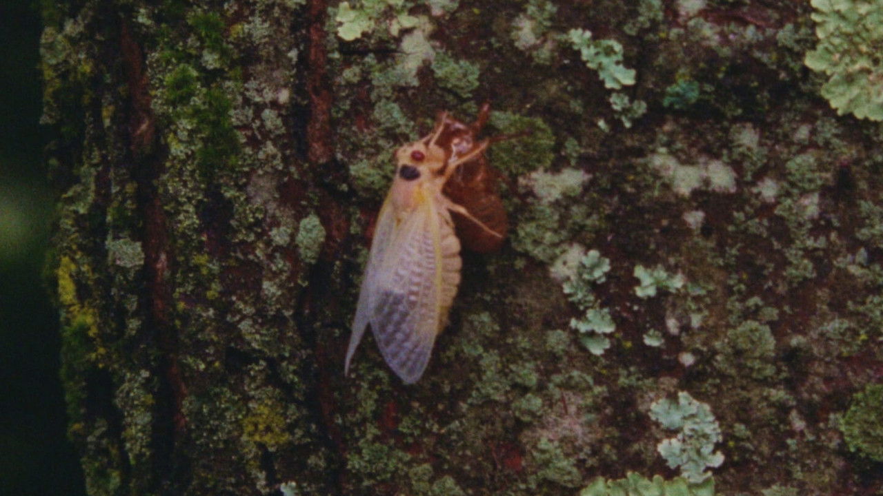 Eastern Anthems backdrop