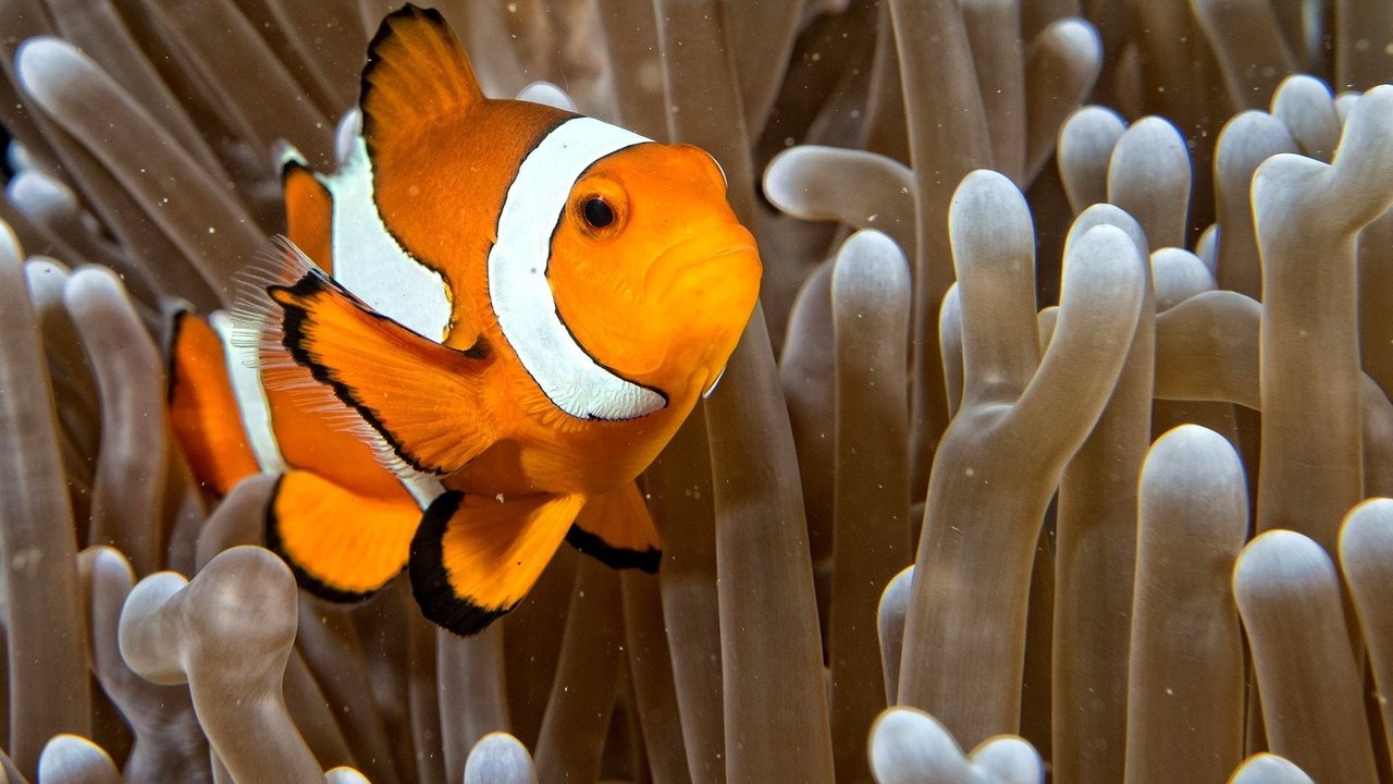 Race of life backdrop