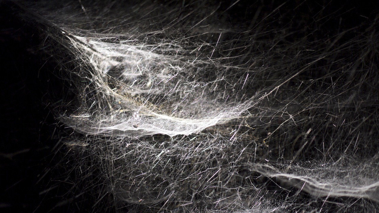 Kingdom of Shadows backdrop