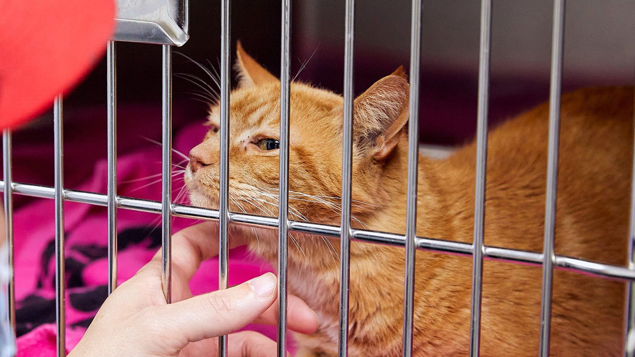 Pets & Pickers backdrop