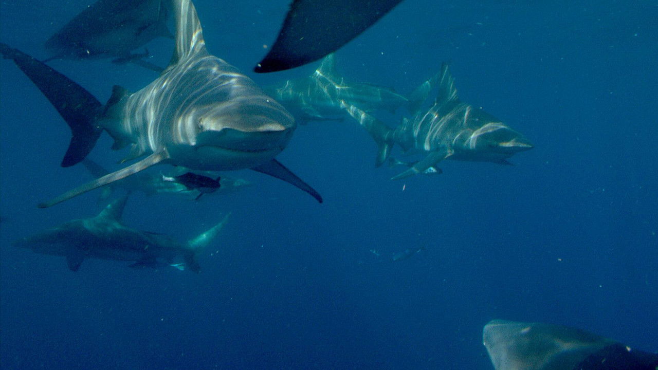 Predator Coast backdrop