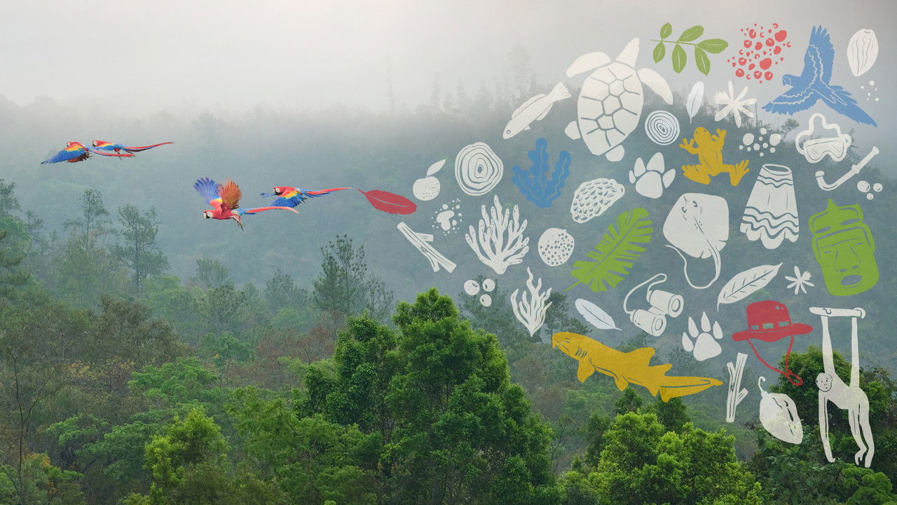 Unknown Belize backdrop