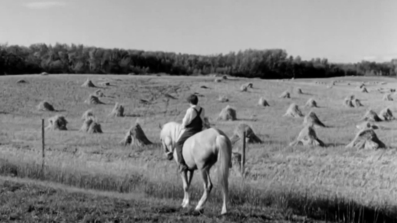 Cornet at Night backdrop