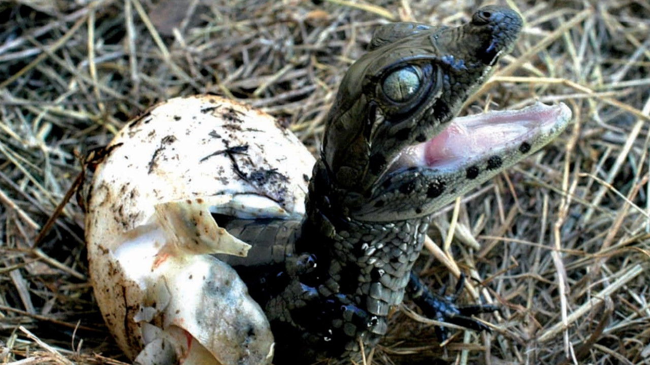 The River of the Painted Birds backdrop