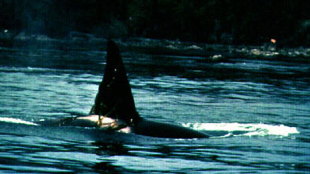 Island of Whales backdrop