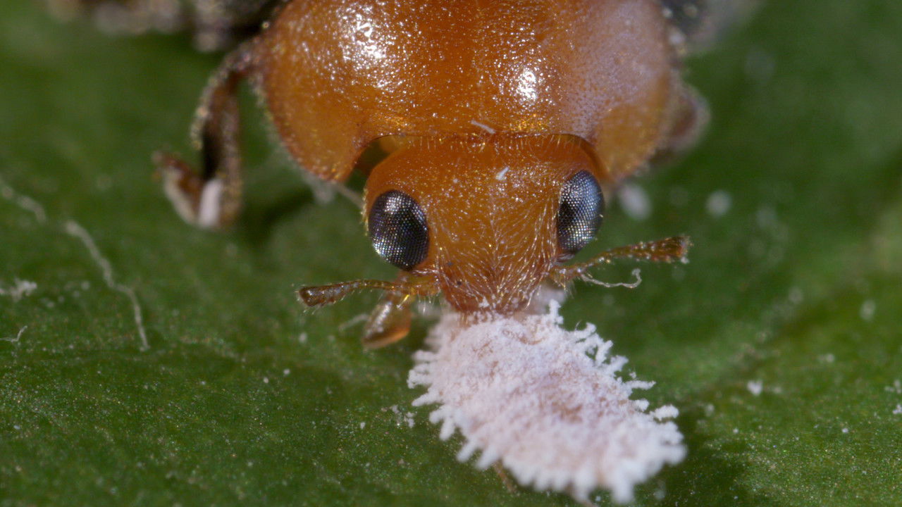 Les nouveaux guerriers des champs backdrop