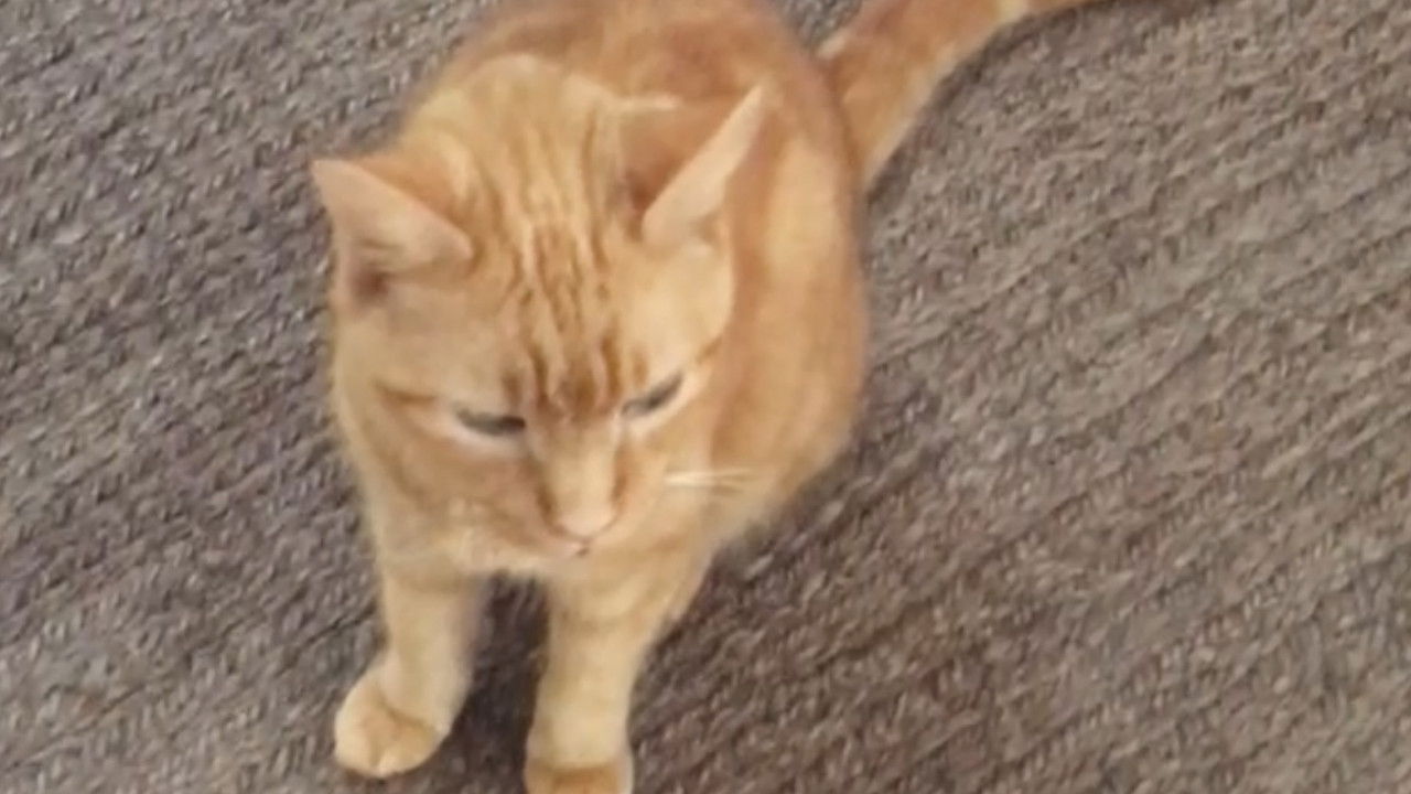 The Adventures of Murphy the Cat #2 backdrop