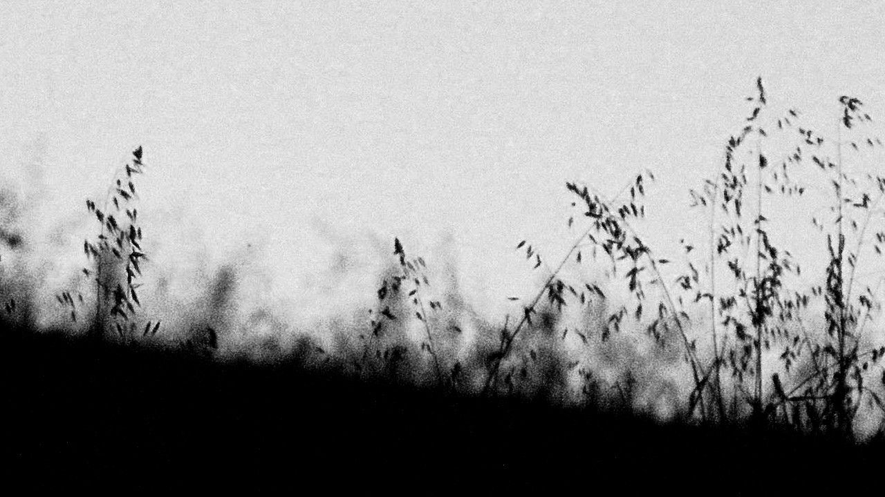 MIRTILLO - numerus I backdrop