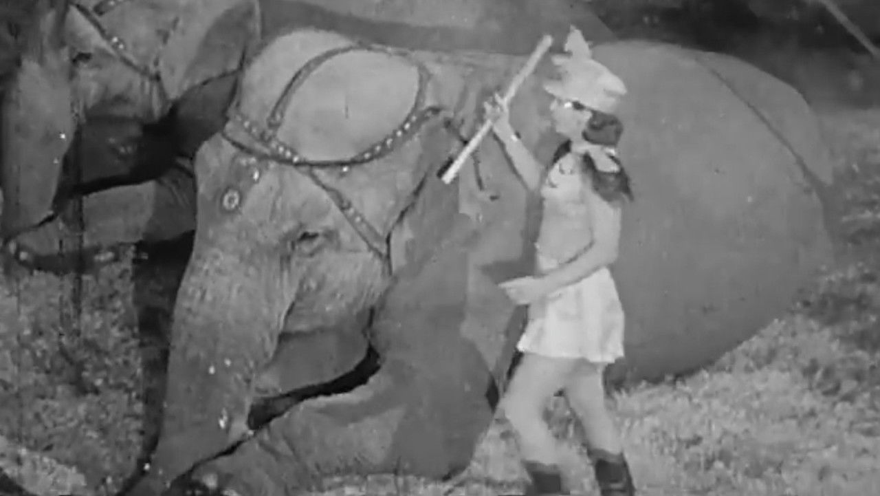 Here Comes the Circus backdrop