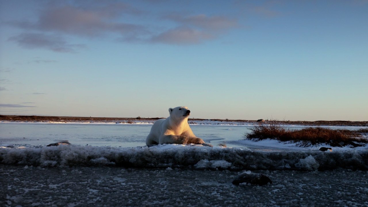 Wonders of the Arctic backdrop