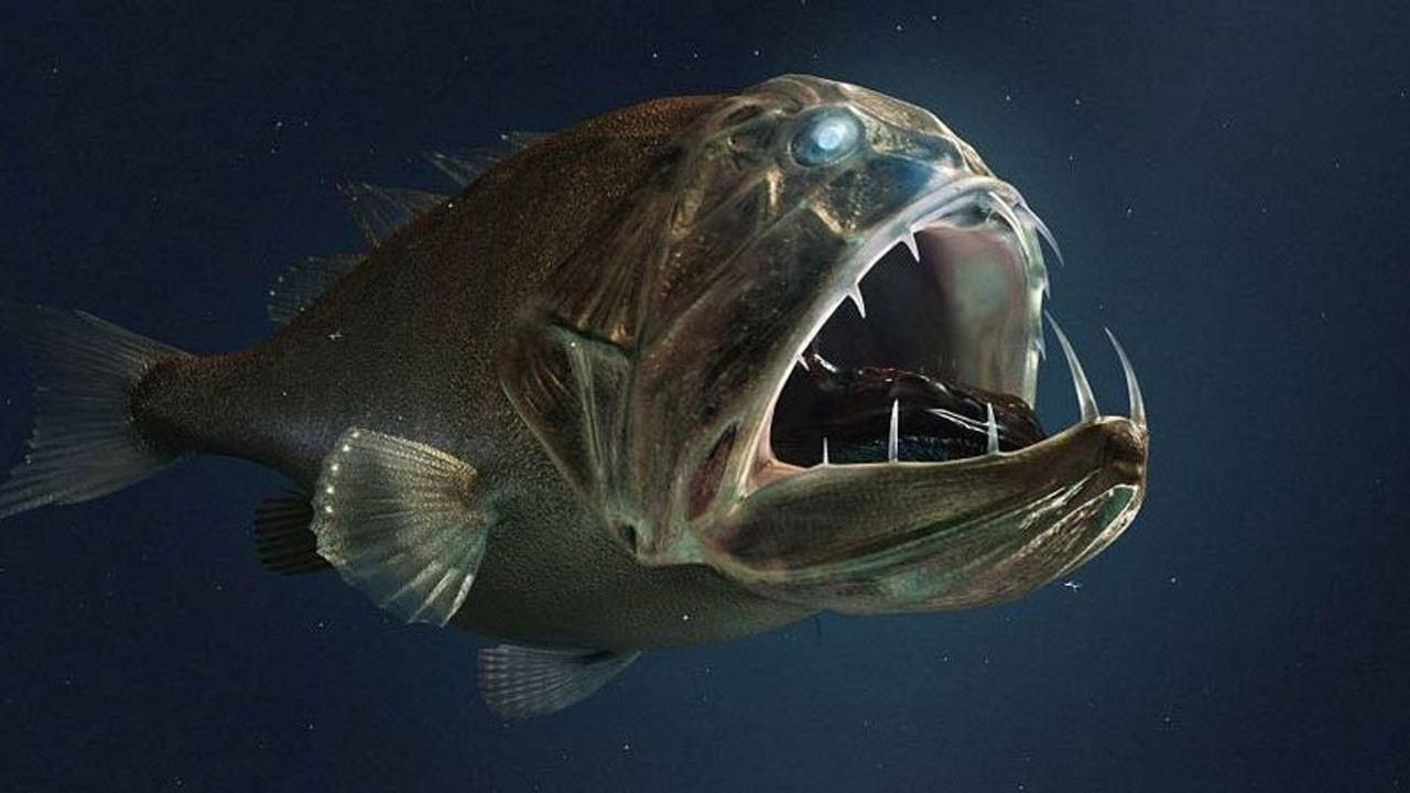 Extreme der Tiefsee - Abysses backdrop