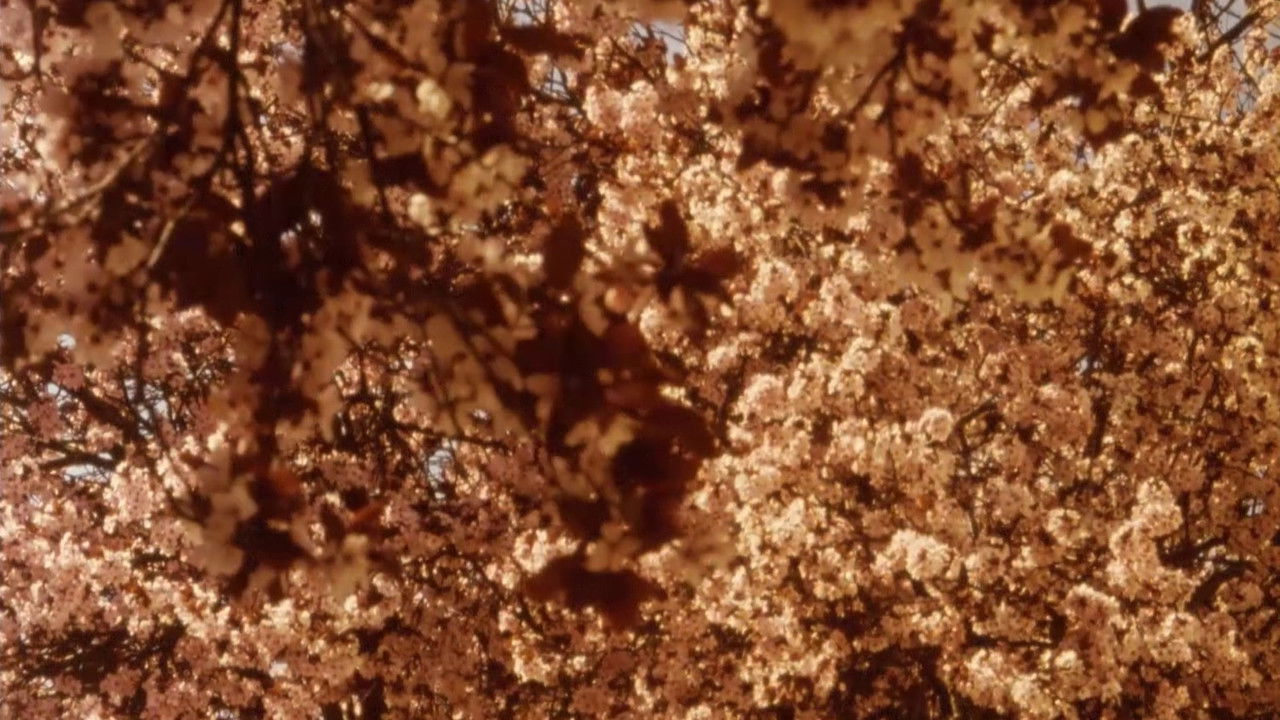 Lamentations backdrop