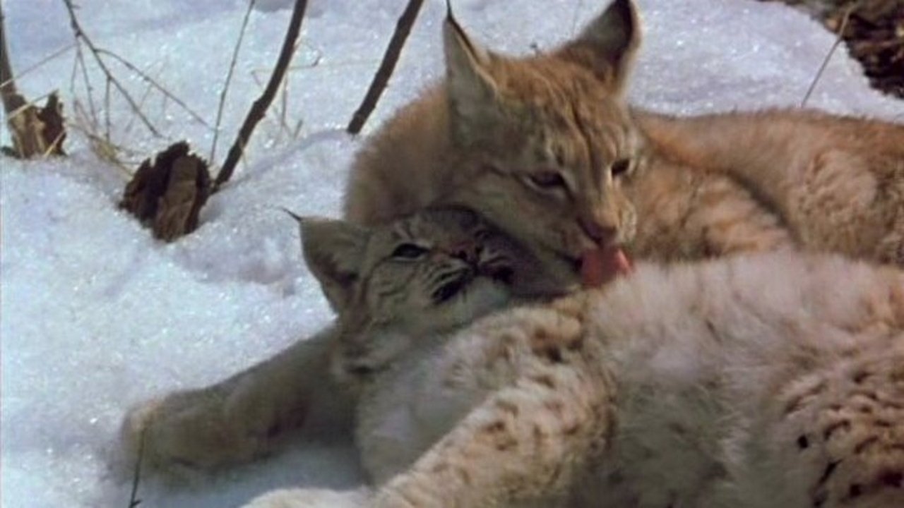 The Lynx Returns backdrop