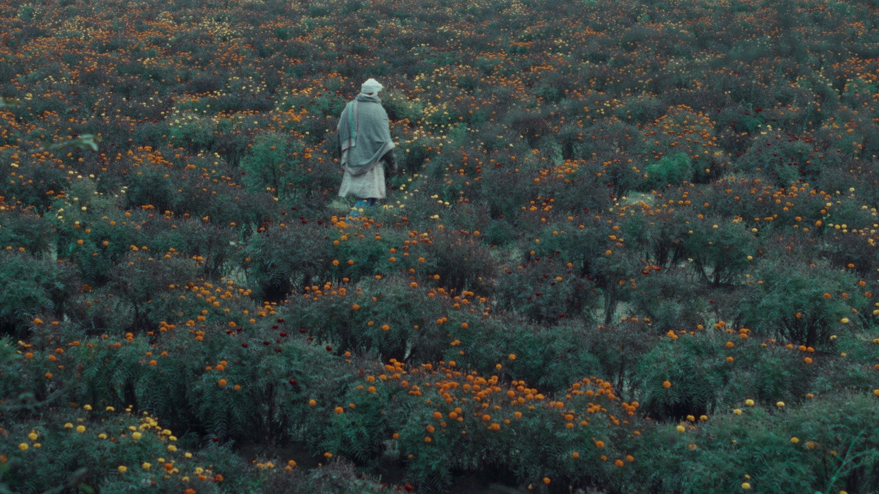 The Calf Doll backdrop