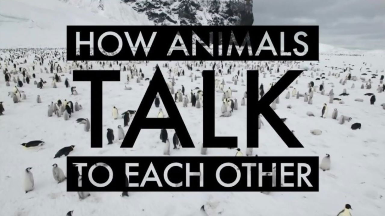 How Animals Talk To Each Other backdrop