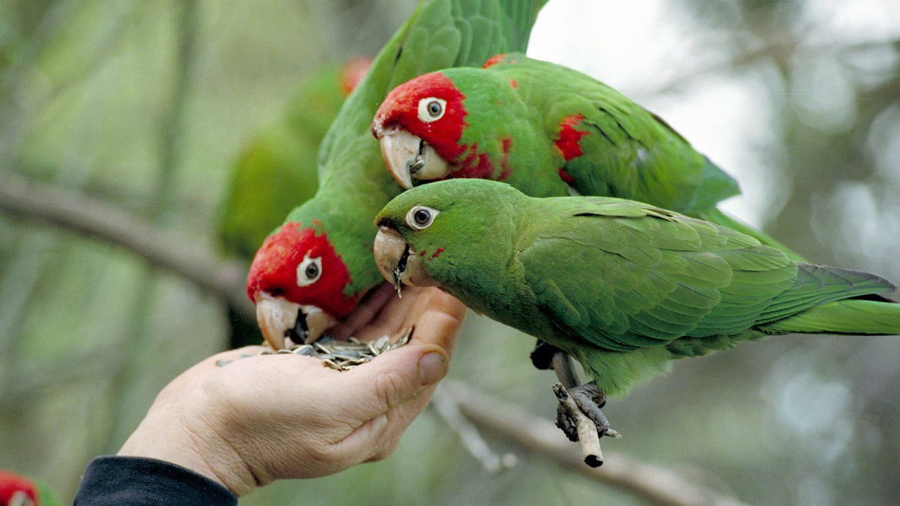 The Wild Parrots of Telegraph Hill backdrop