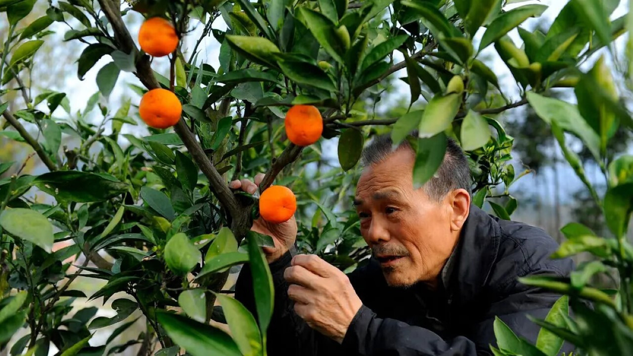 The Orange Tree And The Boy backdrop