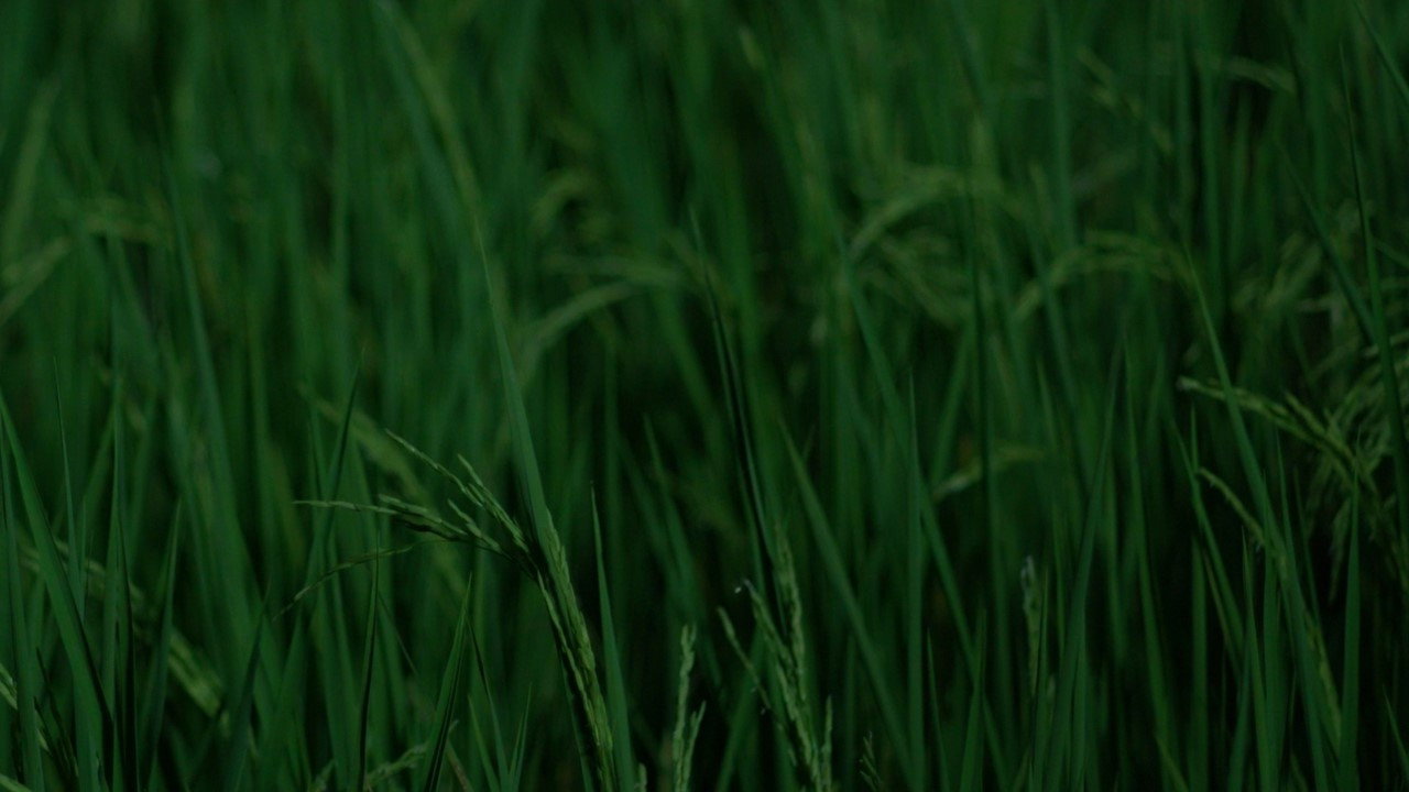 สมมุติ Land Of Smile. backdrop