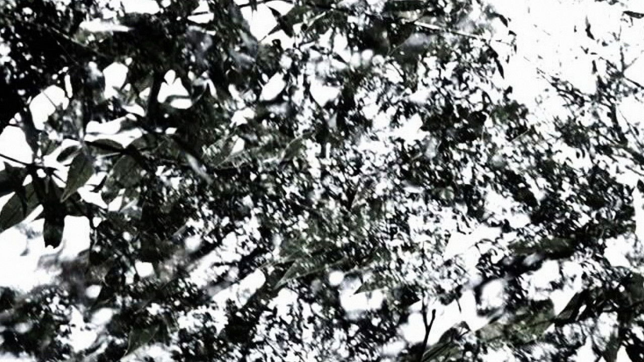 The Seasons backdrop