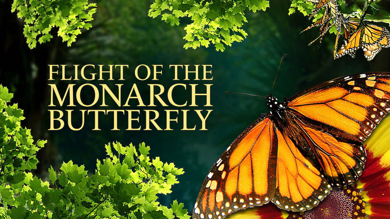 Flight of the Monarch Butterfly backdrop
