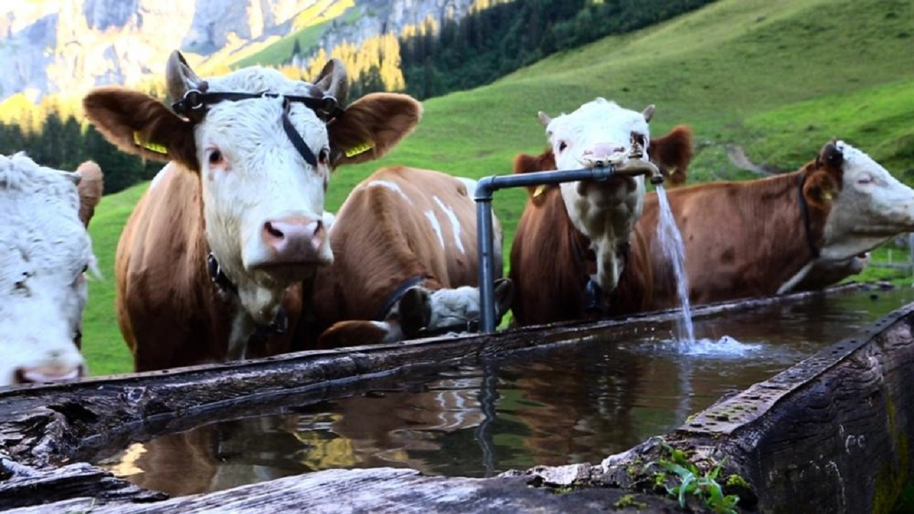 Cheese. Travel from Switzerland to Russia backdrop