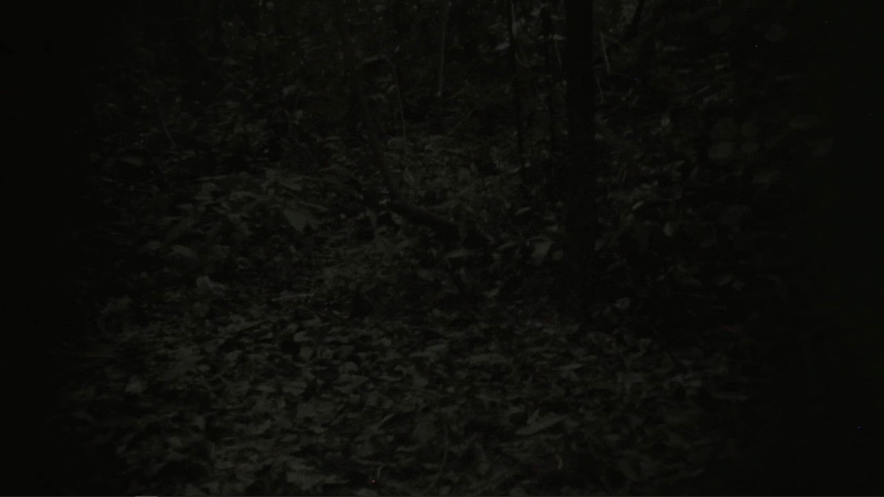 They Can Be Seen From A Distance backdrop