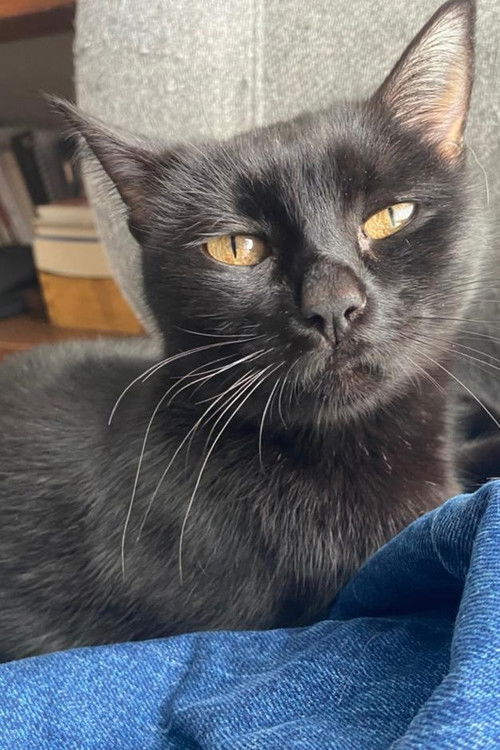 La negrita as La negrita