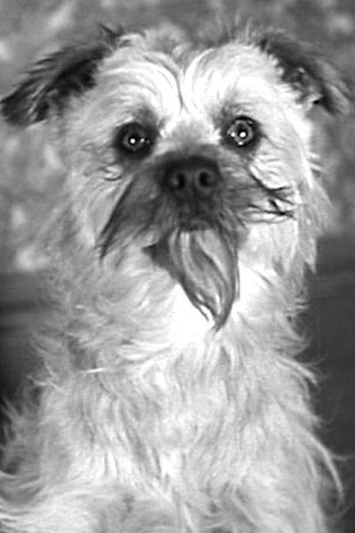 Laughing Gravy as Laughing Gravy - the Dog (uncredited)