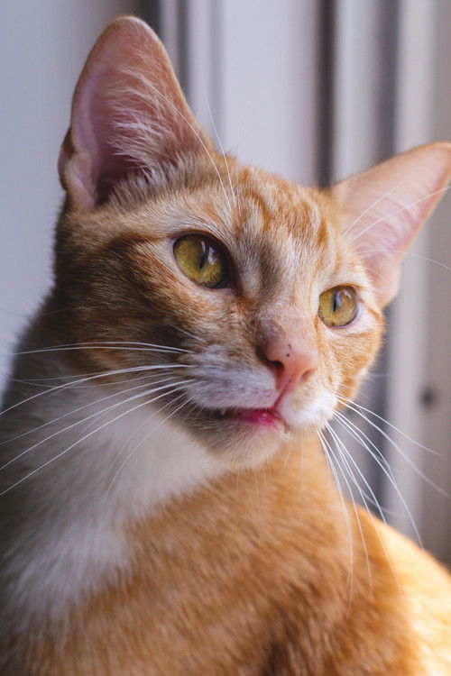 Major the Cat as Cat